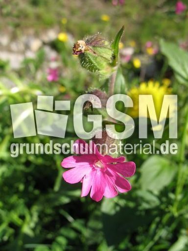 Storchenschnabel 001.jpg